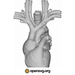 Heart 3d Anatomy Shape Svg vector