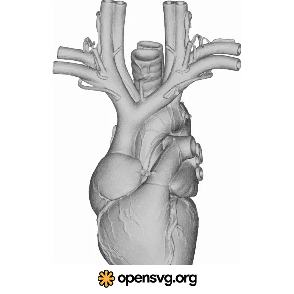 Heart 3d Anatomy Shape