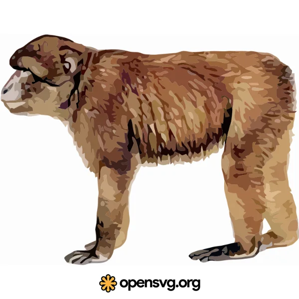 Illustration Barbary Ape, Ape Animal