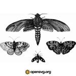 Realistic Butterflies Insect Animal Svg vector