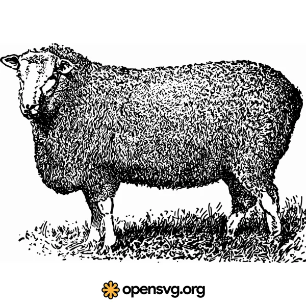 Farm Sheep Illustration