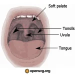 Mouth Medical Diagram Svg vector