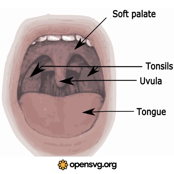 Mouth Medical Diagram