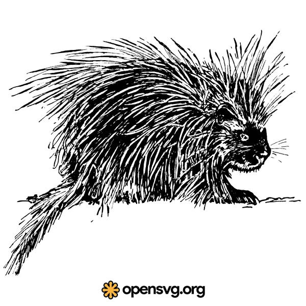 Porcupine Rodents Animal Illustration