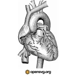 Heart Illustration Svg vector